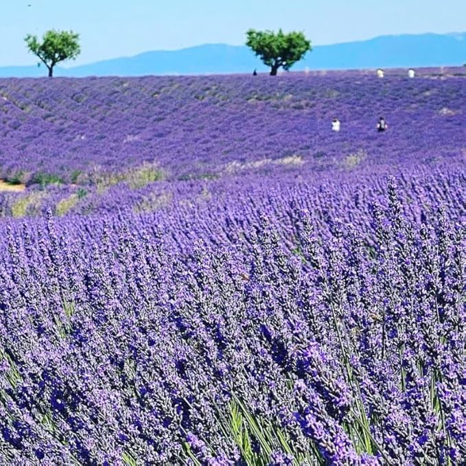 4 Creek Lavender Plants Live Outdoor Indoor, Cold Hardy Fragrant Perennial Herb for Garden and Landscape, 4-8 Inch Tall