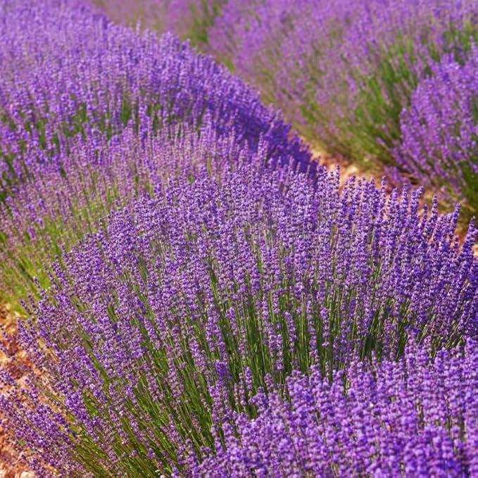 4 Provence Lavender Plants Live Outdoor Indoor, Cold Hardy Fragrant Perennial Herb for Garden and Landscape, 4-8 Inch Tall