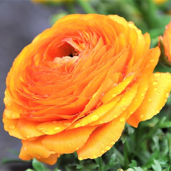 Easy to Grow Ranunculus Tecolote Tropical Sunset Collection - 30 Plant Bulbs, Orange Pink Gold Flowers in Spring, Full Sun Mediterranean