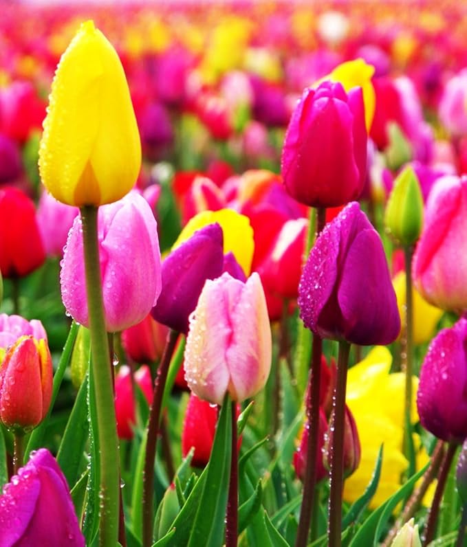 Triumph Tulip 100 Bulbs for Fall Planting Mixed Perennial Hybrids Darwin Changing Colors Emperor Mixture Size 12+ (Emperor Mixture)
