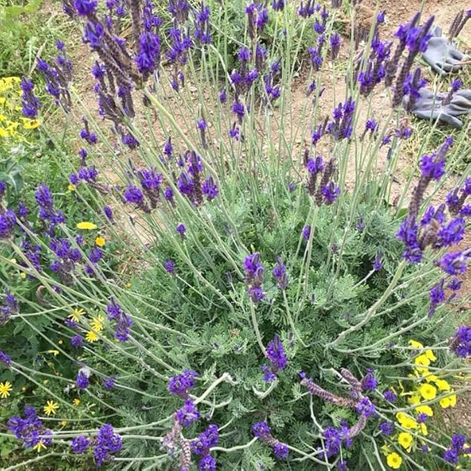 4 Blue Lavender Plants Live Outdoor Indoor, Cold Hardy Fragrant Perennial Herb for Garden and Landscape, 4-8 Inch Tall