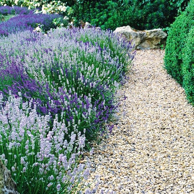 4 Mix Lavender Plants Live Outdoor Indoor, Cold Hardy Fragrant Perennial Herb for Garden and Landscape, 4-8 Inch Tall