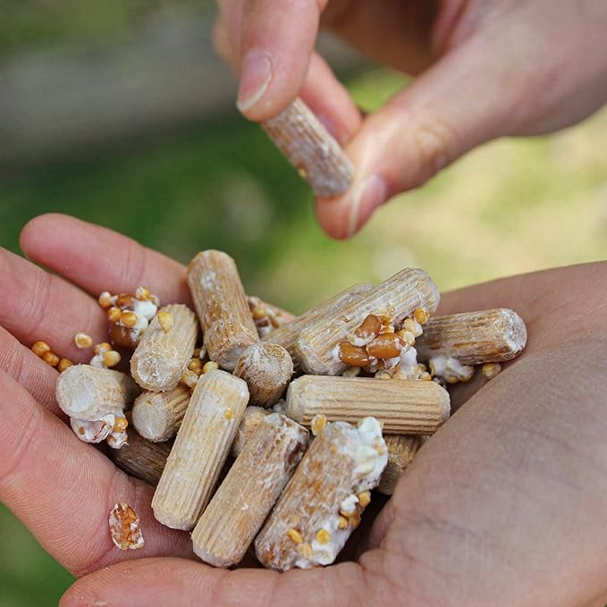 North Spore Organic Italian Oyster (100 ct) Mushroom Plugs for Logs | Premium Quality Mushroom Plug Spawn | Handmade in Maine, USA | Grow Gourmet Mushrooms Outdoors on Logs