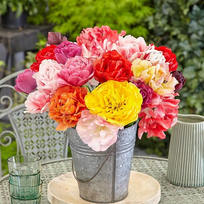 Garden State Bulb Double Dutch Mixed Tulip Flower Bulbs, 12/+ cm, Fall Planting (Bag of 250)