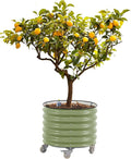 Rolling Metal Citrus Tree Planter, Self-Watering Round Planter Box for Porch Patio & Backyard, Raised Garden Bed with Wheels for Growing Trees Tomatoes Vegetables and Flowers, Single Pack-Olive Green