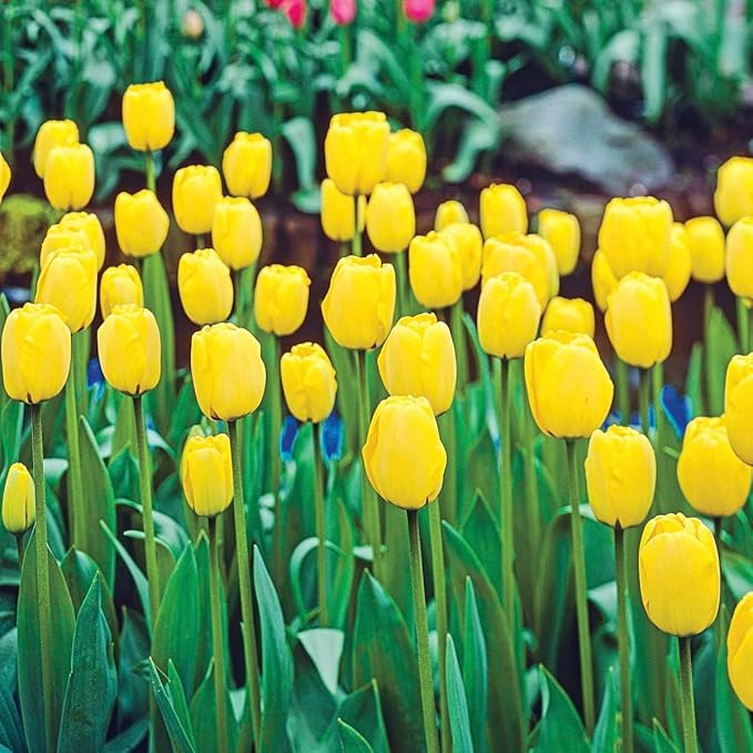 Direct Gardening Golden Apeldorn Darwin Hybrid Perennial Tulips, Dormant Spring Flowering Bulbs, 20 per Offer
