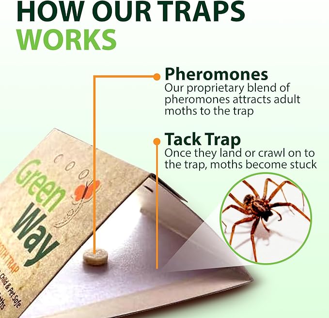 Greenway Silverfish and Spider Traps, Non-Toxic Indoor with High-Strength Glue for Safe, Effective Home Protection, 1 Pack (Includes 6 Traps)