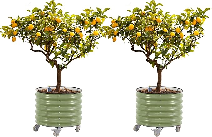 Rolling Metal Citrus Tree Planter, Self-Watering Round Planter Box for Porch Patio & Backyard, Raised Garden Bed with Wheels for Growing Trees Tomatoes Vegetables and Flowers, Twin Pack-Olive Green