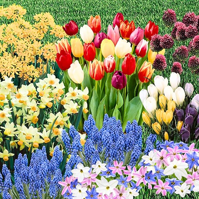 Pack 50 Multicolor Flower Bulbs for Fall Planting, Top-Size Bulbs, Mix Flower Bulbs for Planting, Bloom All Spring and Summer, Variety of Colors