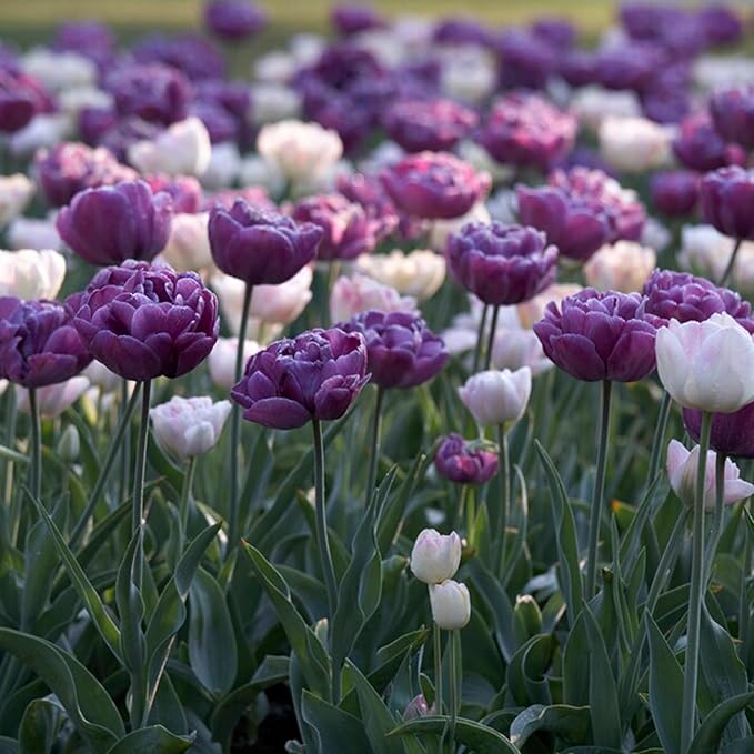 Garden State Bulb Double Late Double Dutch Mix Tulip Flower Bulbs, 12/+ cm, Fall Planting (Bag of 100)