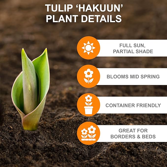 Garden State Bulb Darwin Hybrid Hakuun Tulip Flower Bulbs, 12/+ cm, Fall Planting (Bag of 25)