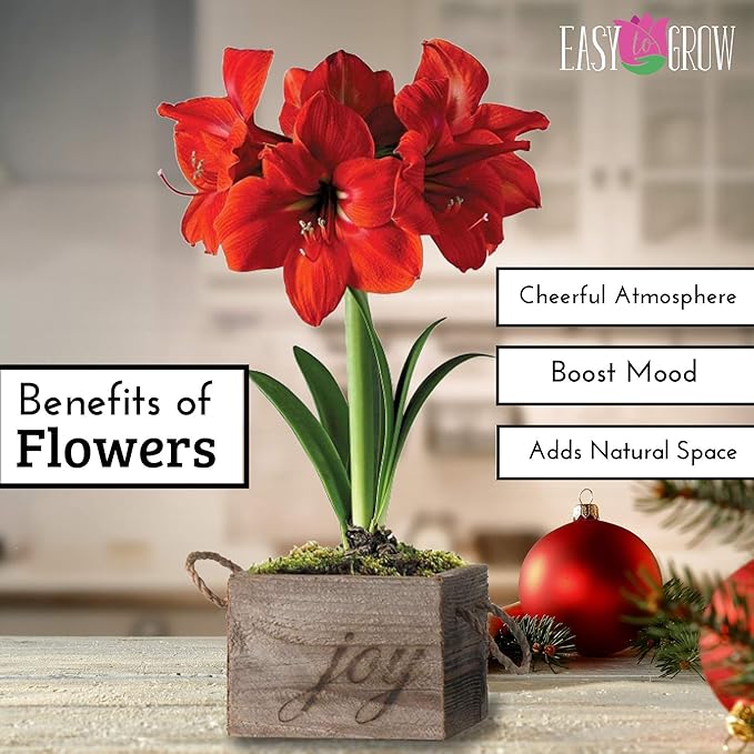 Easy to Grow Amaryllis Ferrari 1 Plant Bulb - Bright Red Flowers Indoor Winter Holiday or Outdoor Spring
