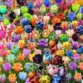 20 Top Size Tulip Bulbs for Fall Planting, Mixed Tulip Flower Bulbs, Bulk Pack of Colorful Tulips for Spring Blooms, Grow Flowerbeds, Fresh Harvest