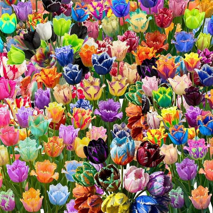 20 Top Size Tulip Bulbs for Fall Planting, Mixed Tulip Flower Bulbs, Bulk Pack of Colorful Tulips for Spring Blooms, Grow Flowerbeds, Fresh Harvest