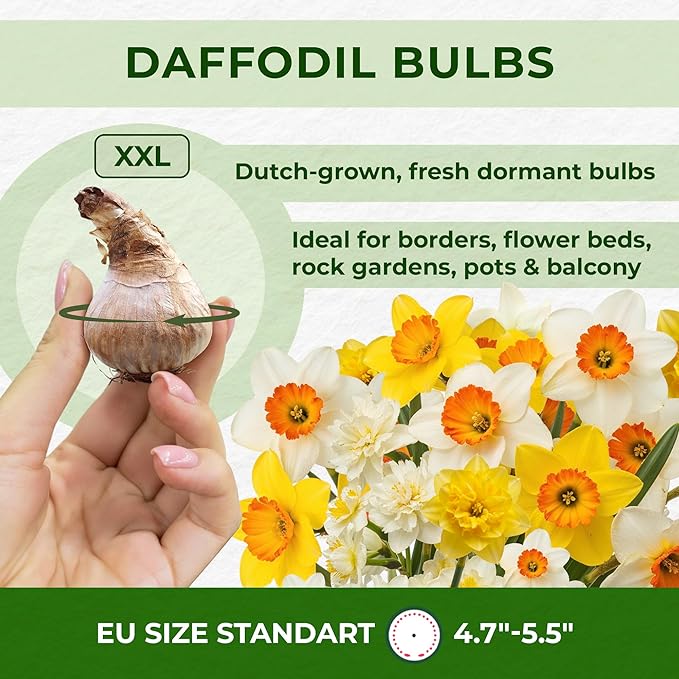 Dutch Bulbs Budget Fragrant Daffodil Bulbs Collection (25 Daffodil), Perennial and Hardy, Flower Bulb Mix from Holland for Garden and Pot, 6-7 Varieties (no Seeds, not Artificial)