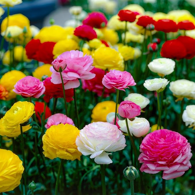 Dutch Bulbs Ranunculus Multicolored Collection (50 Pieces), Buttercup Mix in 5 Colors, Hardy Ranunculus Bulbs from The Netherlands, Real Bulbs/Plants (Without Seeds and not Artificial)