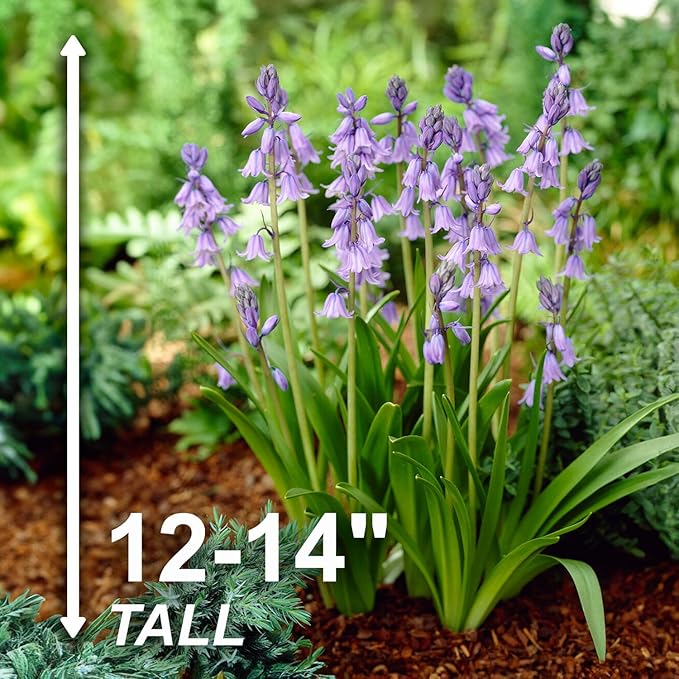 Garden State Bulb Blue Wood Hyacinth Flower Bulbs, 8/10cm, Fall Planting (Bag of 100)