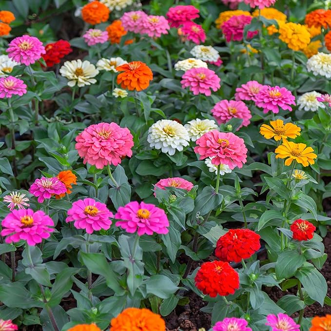 Back to The Roots 100% Organic Heirloom Seeds - Zinnia Pumila Mix Flowers Value Pack (420mg Total)