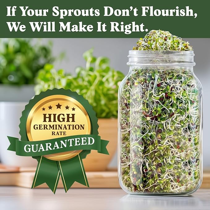 Seedboy Organic Non-GMO Broccoli Seeds for Sprouting - USA Grown Microgreens Sprouting Seeds - 8 oz Bag Makes 8 Quarts / 24 Servings (Di Cicco Broccoli)