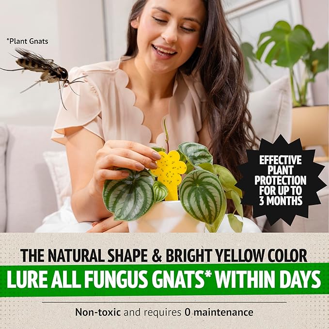 Super Ninja Fungus Gnat & Fruit Fly Traps - 10 Gnat Sticky Traps for Plants & 2 Highly Effective Fruit Fly Catchers for Indoors, Kid & Pet Friendly, Ready to Use, Up to 3 Months of Performance