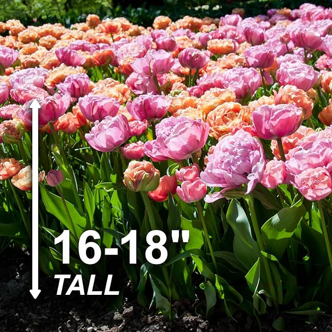 Garden State Bulb Amazing Blend Double Mix Tulip Flower Bulbs, 12/+ cm, Fall Planting (Bag of 100)