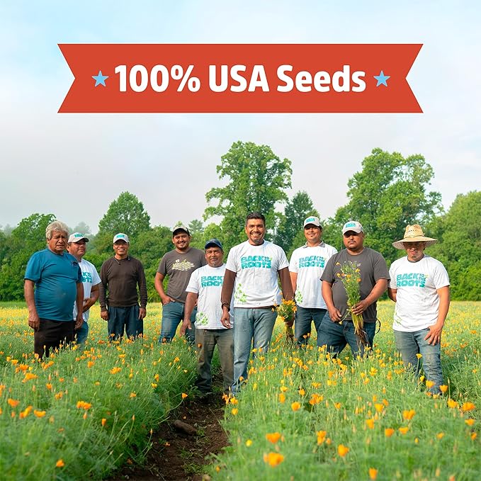 Back to The Roots 100% Organic Heirloom Seeds - Dill Herb Value Pack (2g Total)