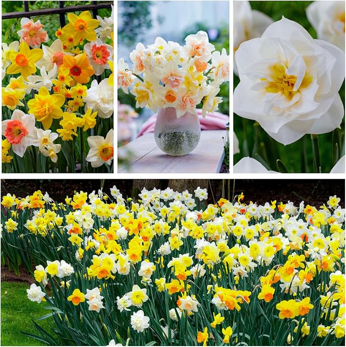 Dutch Bulbs Daffodil Bulbs Spring Dream Collection - 25 Perennial and Hardy Flower Bulbs - Scented Daffodil Mix from The Netherlands - for Garden and Pot (no Seeds - not Artificial)