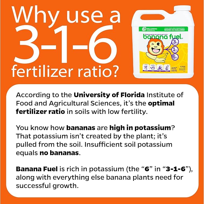 4-Pack of Fruiting Starter Plant Plugs by Foxtown Farms (Dwarf Cavendish Banana (4-Pack))