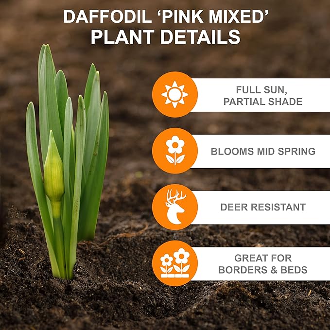 Garden State Bulb Pink Mix Daffodil Flower Bulbs, 14/16cm, Fall Planting (Bag of 50)