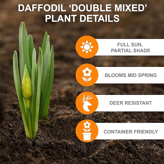 Garden State Bulb Double Mixed Daffodil Flower Bulbs, 14/16cm, Fall Planting (Bag of 250)