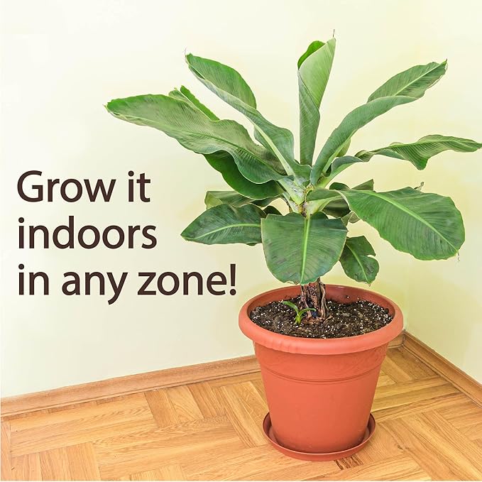 4-Pack of Fruiting Starter Plant Plugs by Foxtown Farms (Dwarf Cavendish Banana (4-Pack))