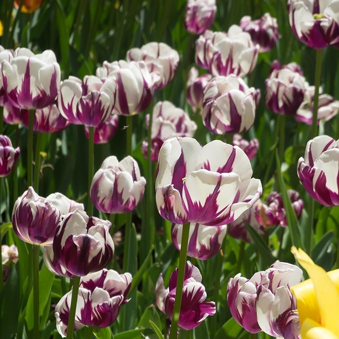 Blueberry Ripple Tulip Flowers -10 Bulbs - Vibrant Purple & White Perennial Blooms | Dramatic Spring Rembrandt Tulips for Garden & Cut Flowers | Pollinator Friendly | USDA Zones 3–8