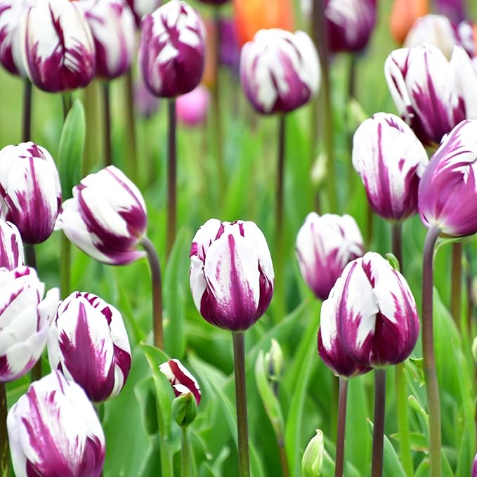 Blueberry Ripple Tulip Flowers -10 Bulbs - Vibrant Purple & White Perennial Blooms | Dramatic Spring Rembrandt Tulips for Garden & Cut Flowers | Pollinator Friendly | USDA Zones 3–8