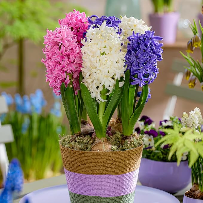 Dutch Bulbs Hyacinths Spring Dream Collection - 15 Bulbs Perennial Hardy - 3 Types/Colors Scented Flower Bulb Mix from The Netherlands for Garden, Pot and Glass (Large tubers - no Seeds)