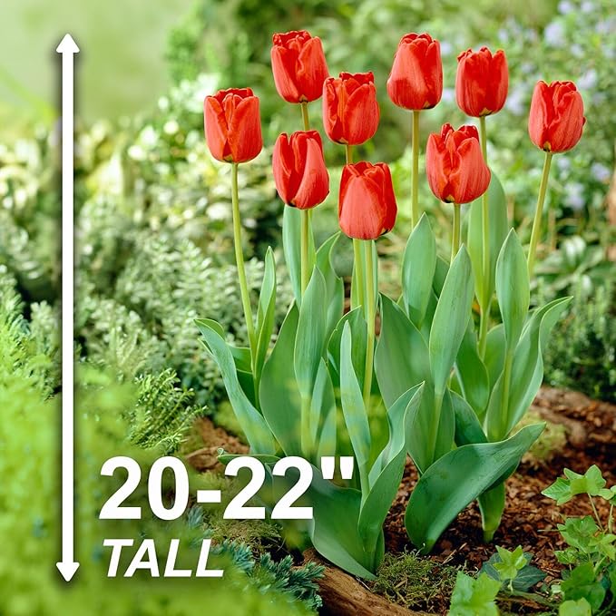 Garden State Bulb Darwin Hybrid Red Apeldoorn Tulip Flower Bulbs, 12/+ cm, Fall Planting (Bag of 50)