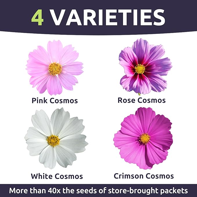 Cosmos Sensation Mix - Bulk 1/4 Pound Pouch - 15,000 Flower Seeds for Planting - Cosmos bipinnatus
