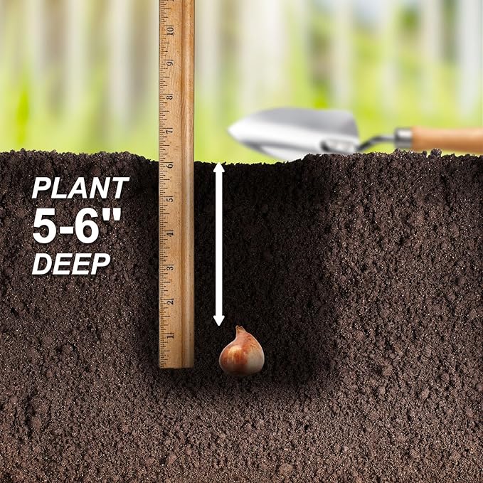 Garden State Bulb Amazing Blend Double Mix Tulip Flower Bulbs, 12/+ cm, Fall Planting (Bag of 100)