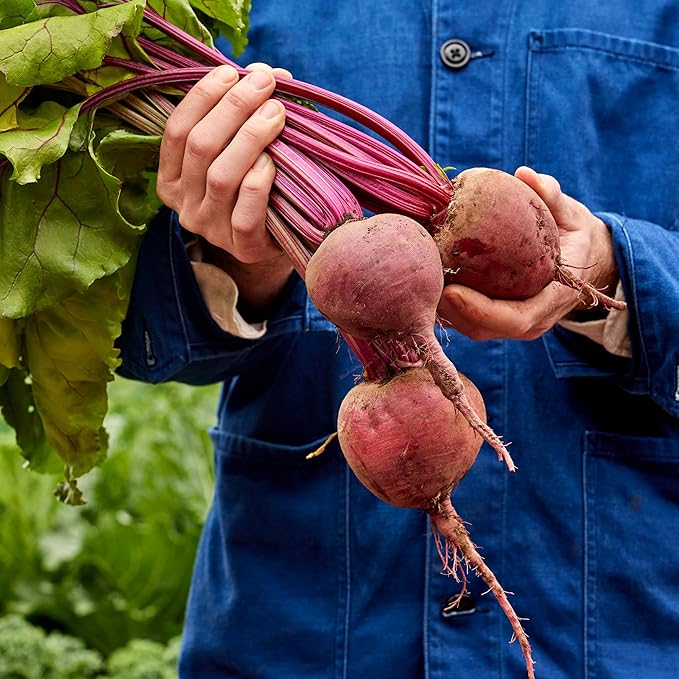 Burpee Detroit Dark Red Beet Seeds - Classic Dual-Purpose Root & Greens