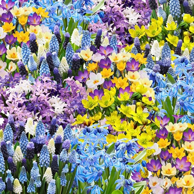 50 Mixed Flowers Bulbs for Fall Planting, Early Spring Bloom, 50 Days Colorful Blooms, Top Size Bulb, Easy Care, 5 Random Varieties for Groundcover