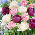 Garden State Bulb Double Late Double Dutch Mix Tulip Flower Bulbs, 12/+ cm, Fall Planting (Bag of 50)
