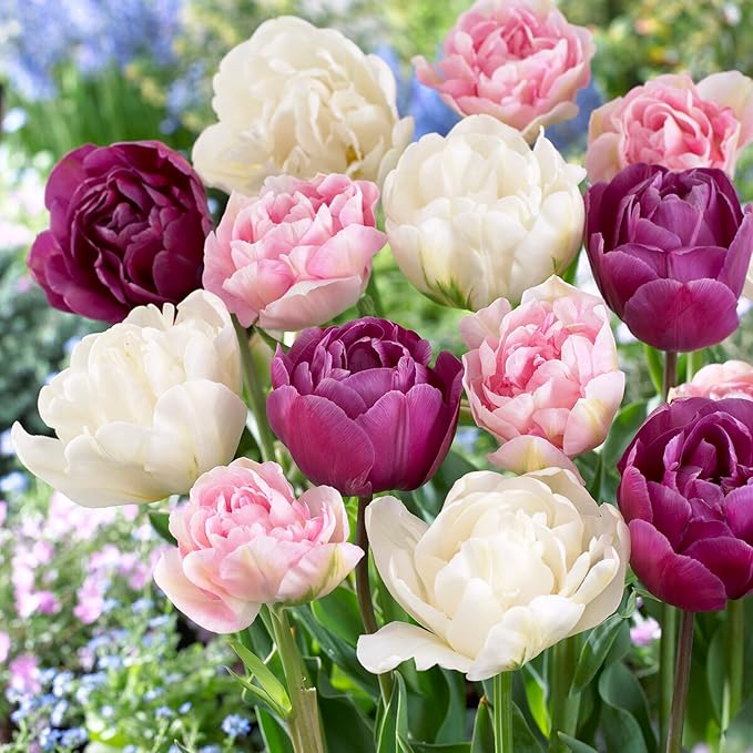 Garden State Bulb Double Late Double Dutch Mix Tulip Flower Bulbs, 12/+ cm, Fall Planting (Bag of 100)