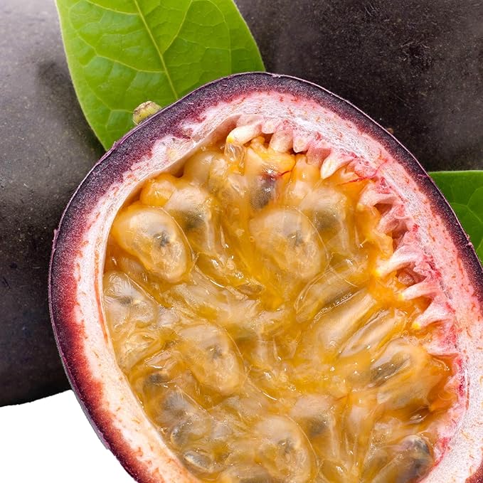 4-Pack of Fruiting Starter Plant Plugs by Foxtown Farms (Purple Possum Passionfruit (4-Pack))