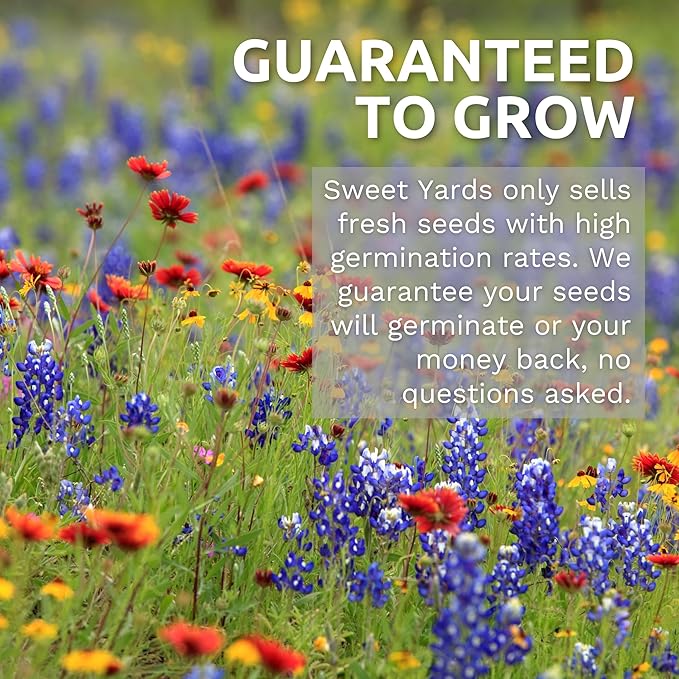 Cosmos Sensation Mix - Bulk 1/4 Pound Pouch - 15,000 Flower Seeds for Planting - Cosmos bipinnatus