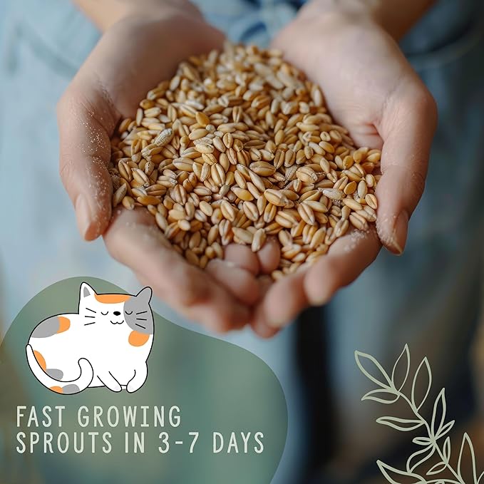 Whetagrass Kits (Wheatgrass Seed 16oz)