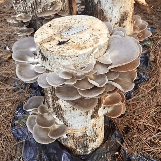 North Spore Organic Italian Oyster (100 ct) Mushroom Plugs for Logs | Premium Quality Mushroom Plug Spawn | Handmade in Maine, USA | Grow Gourmet Mushrooms Outdoors on Logs