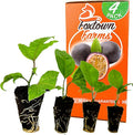 4-Pack of Fruiting Starter Plant Plugs by Foxtown Farms (Purple Possum Passionfruit (4-Pack))