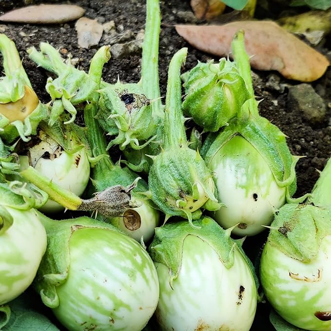 HEDO Pheromone Trap with Brinjal pheromone Lure(Leucinodes orbonalis) for Brinjal Crop Pack of 5