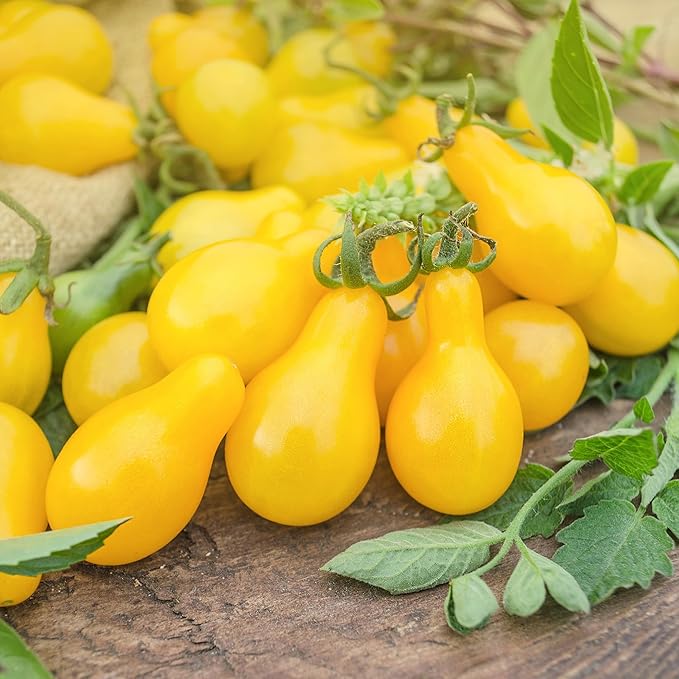 Back to The Roots 100% Organic Heirloom Seeds - Golden Pear Tomato Value Pack (200mg Total)