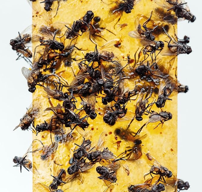 Gideal 6-Pack Yellow Sticky Traps for Indoor/Outdoor Use, Gnat Trap for Flying Plant Insect