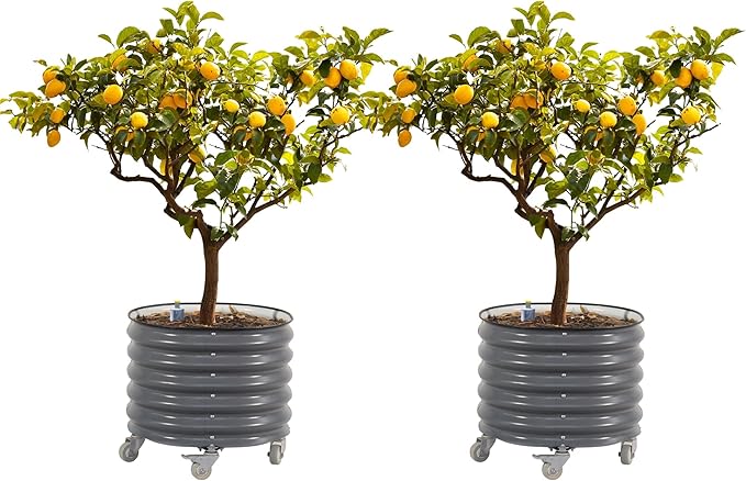 Rolling Metal Citrus Tree Planter, Self-Watering Round Planter Box for Porch Patio & Backyard, Raised Garden Bed with Wheels for Growing Trees Tomatoes Vegetables and Flowers, Twin Pack-Modern Gray